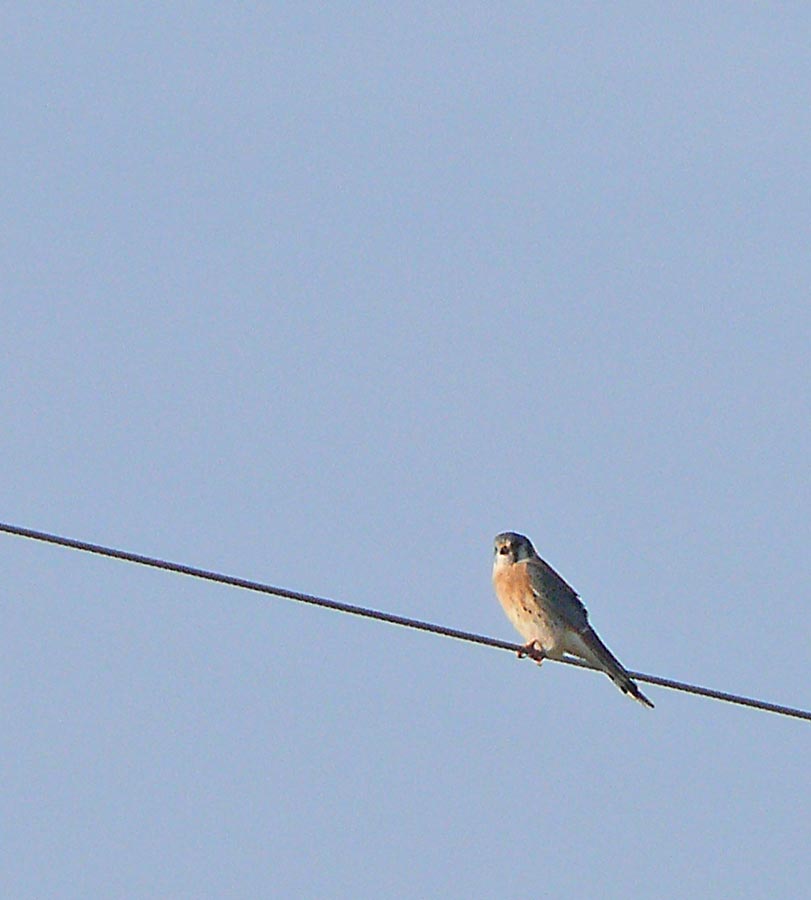 kestrel