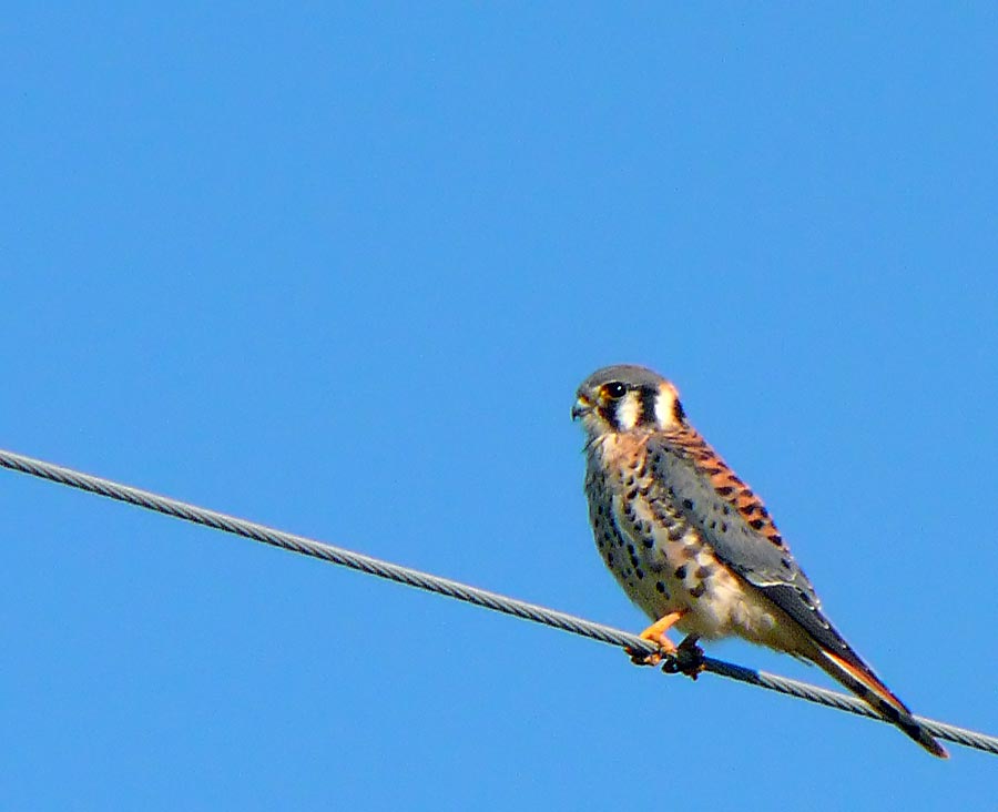 kestrel 2