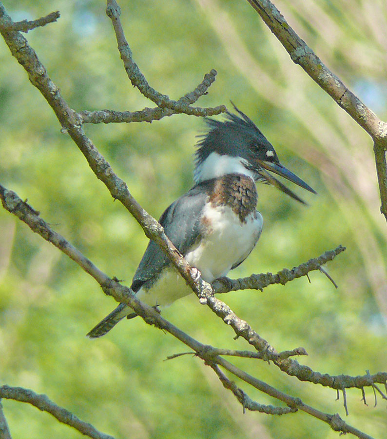 Belted Kingfisher