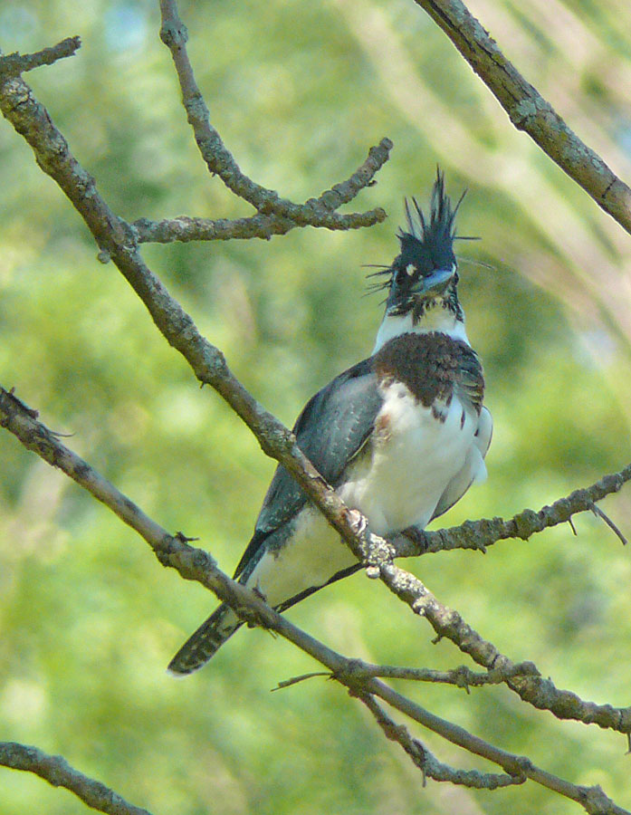 Kingfisher