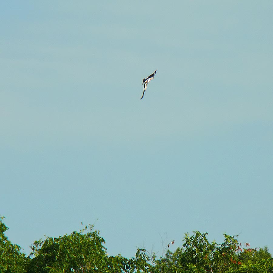 kingfisher