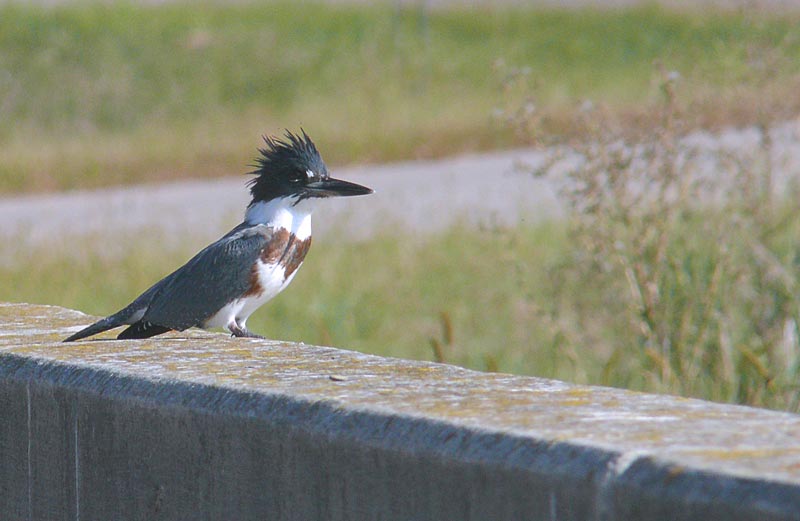 kingfisher