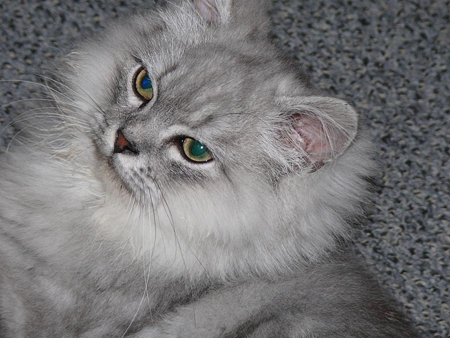 kitten