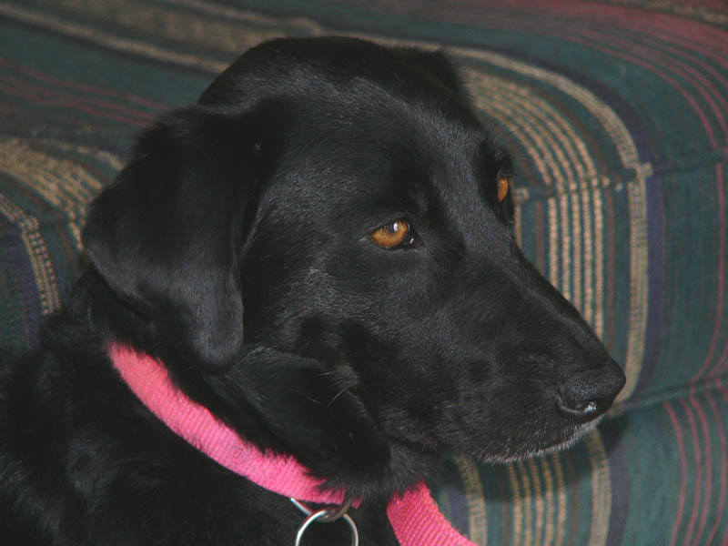 lady