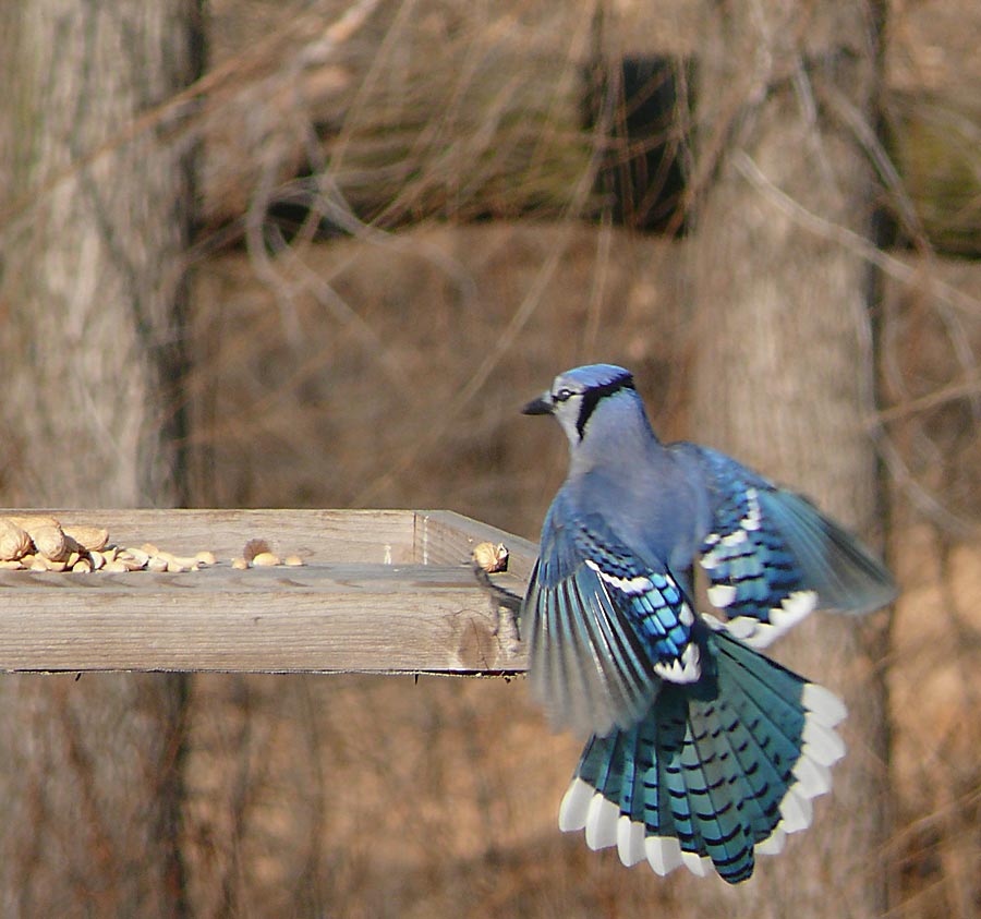 landing