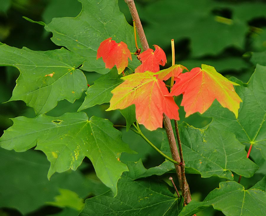 leaves