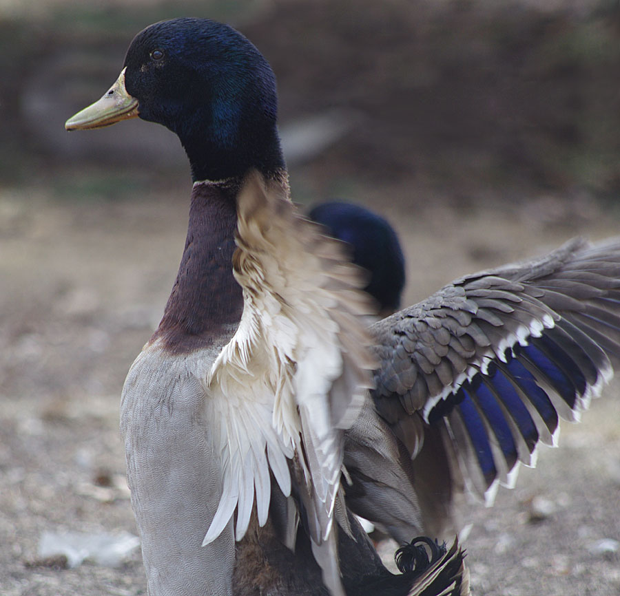 Mallard