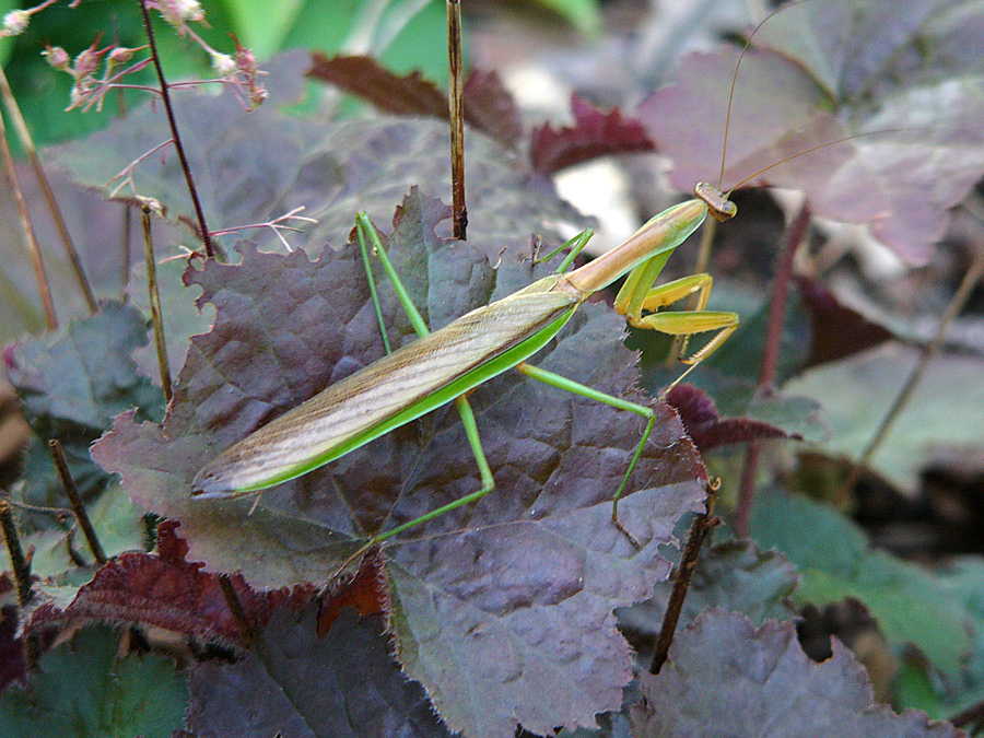 Praying Mantis