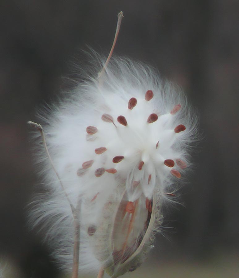 milkweed