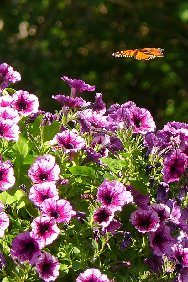 monarch