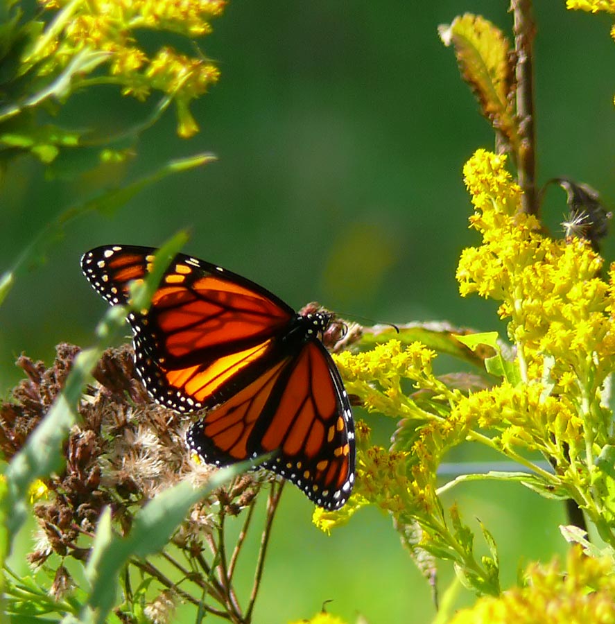 monarch1