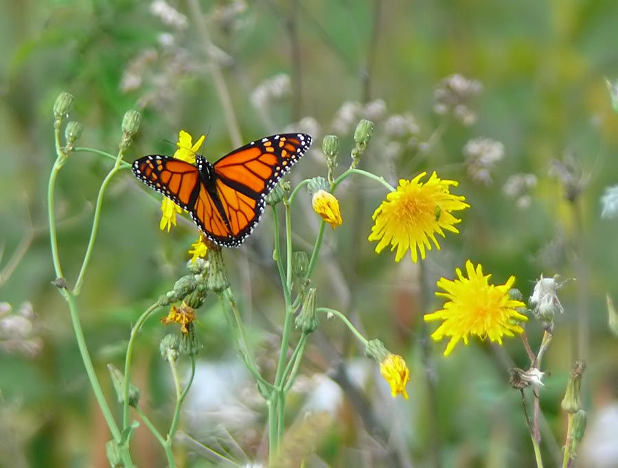 monarch2