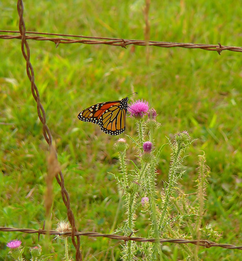 monarch