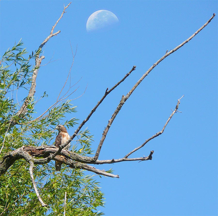 moon