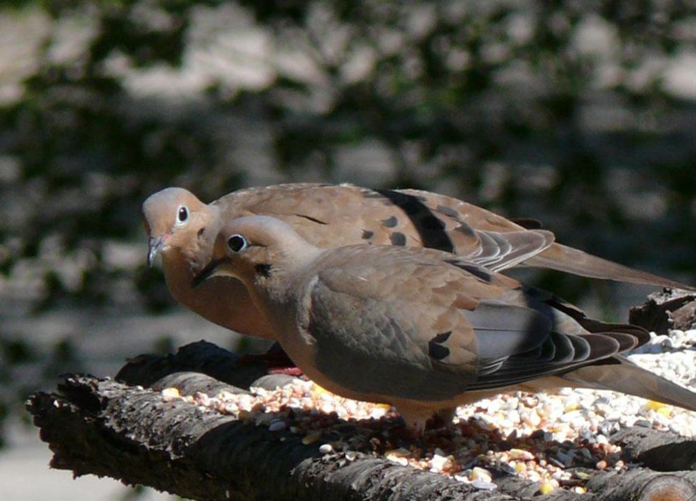 morningdove