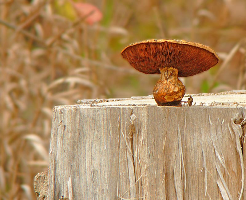 mushroom