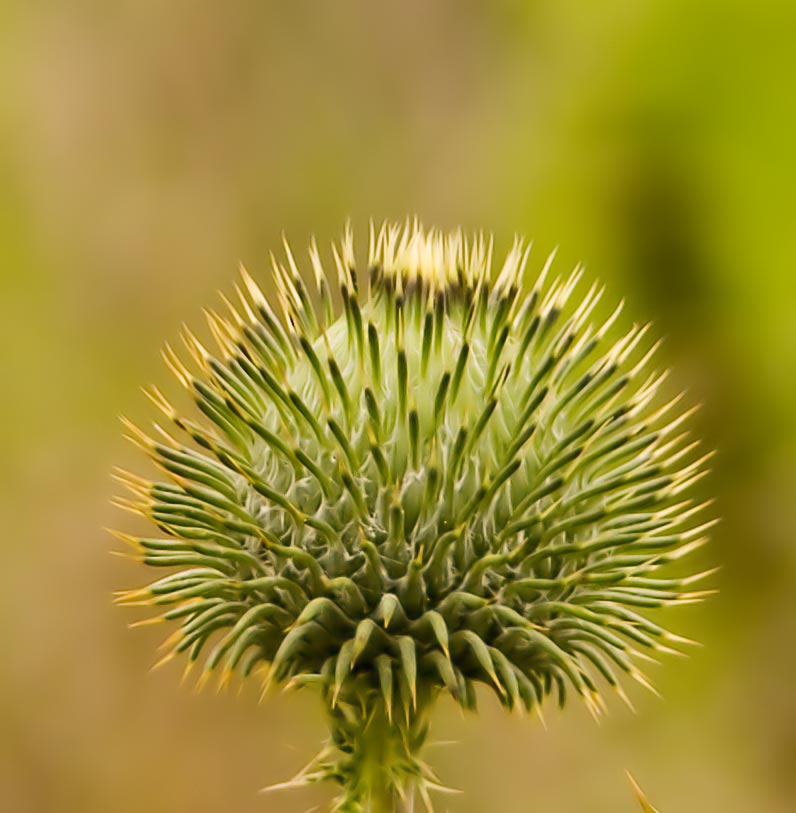 Needles