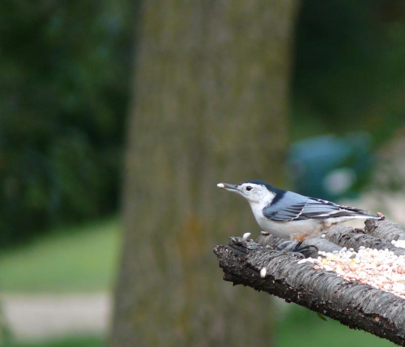 nuthatch