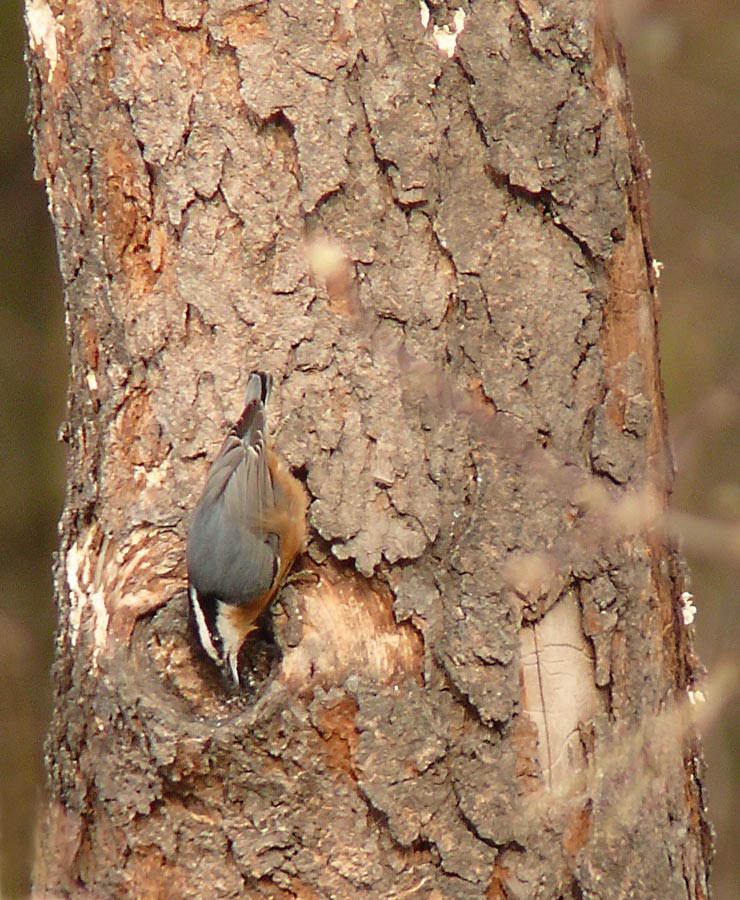 nuthatch 2