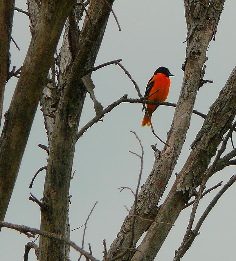 oriole