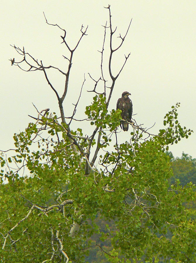 osprey 2