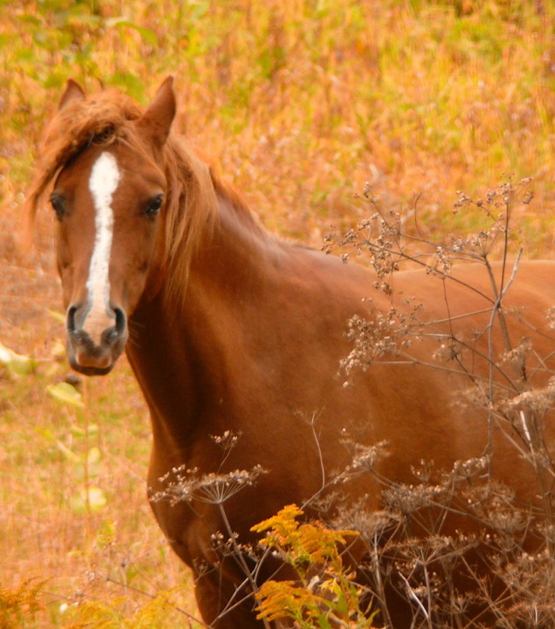 horse