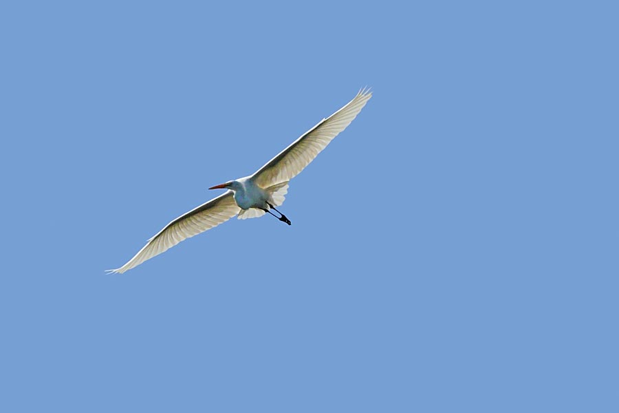 Egret