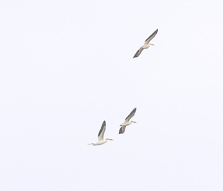 pelicans