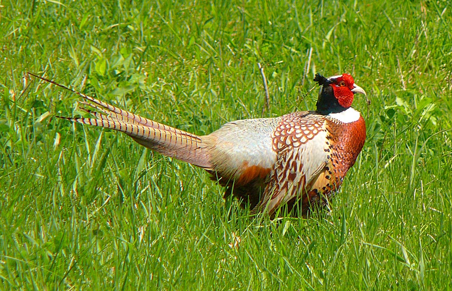 pheasant