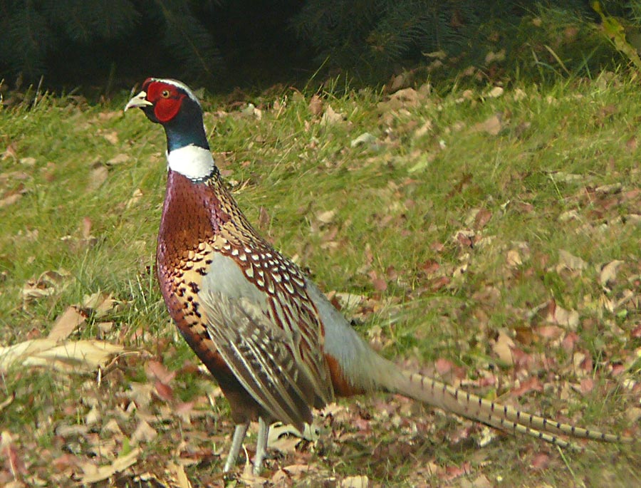 pheasant close