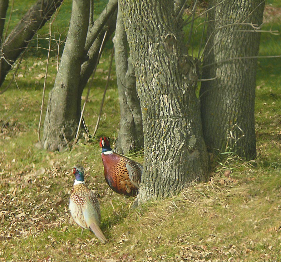 pheasants