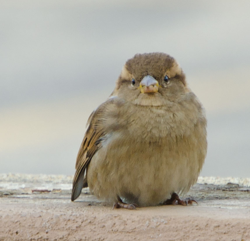 Sparrow