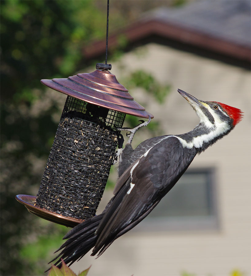 Pileated Woodpecker