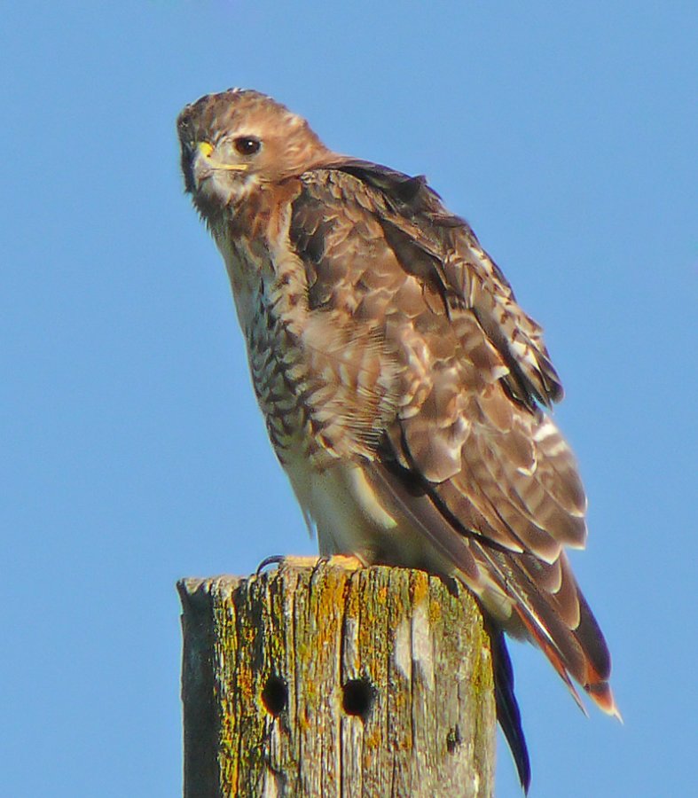 pole sitting