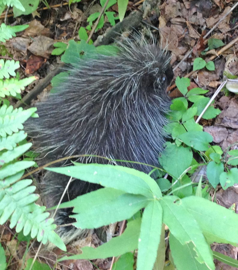 Porcupine