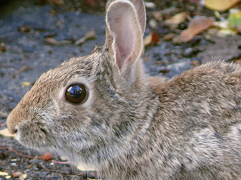 rabbit close