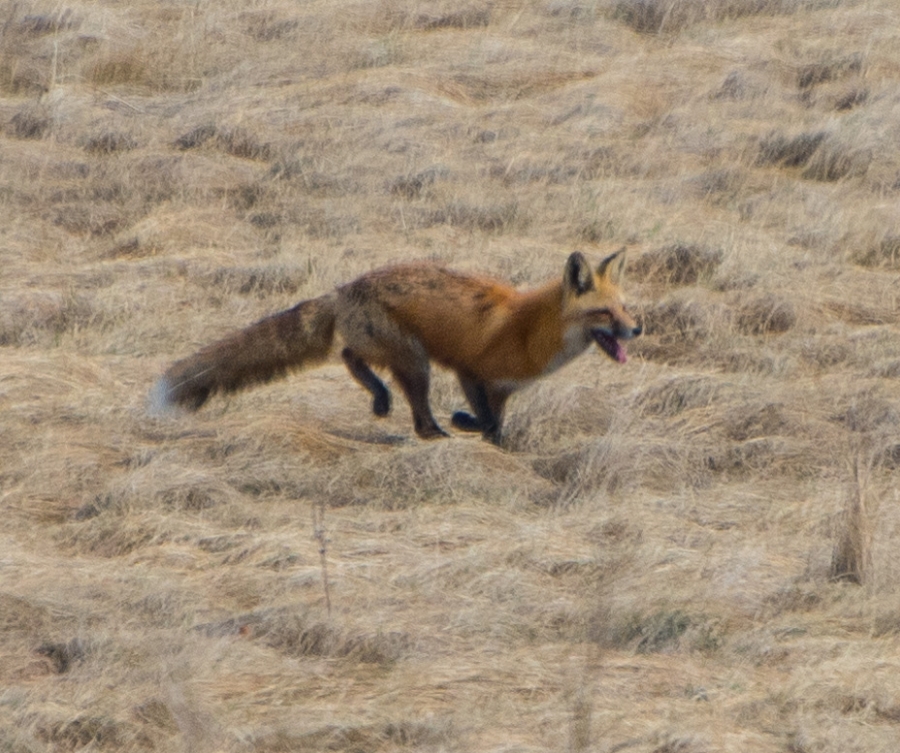 Red Fox