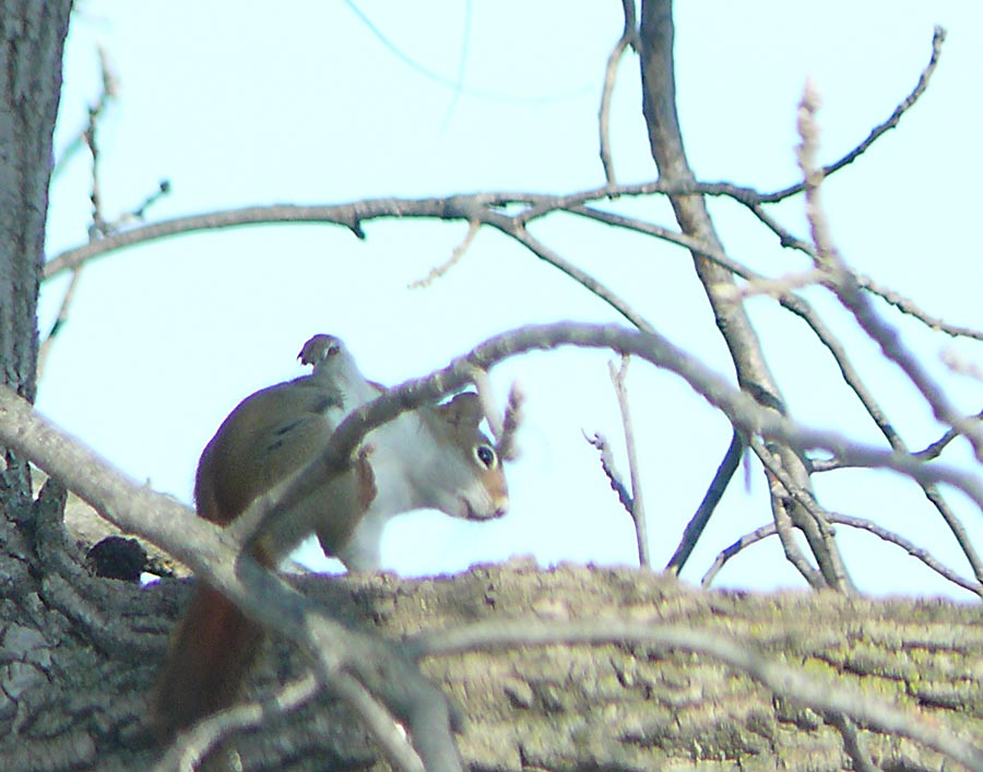 redsquirrel