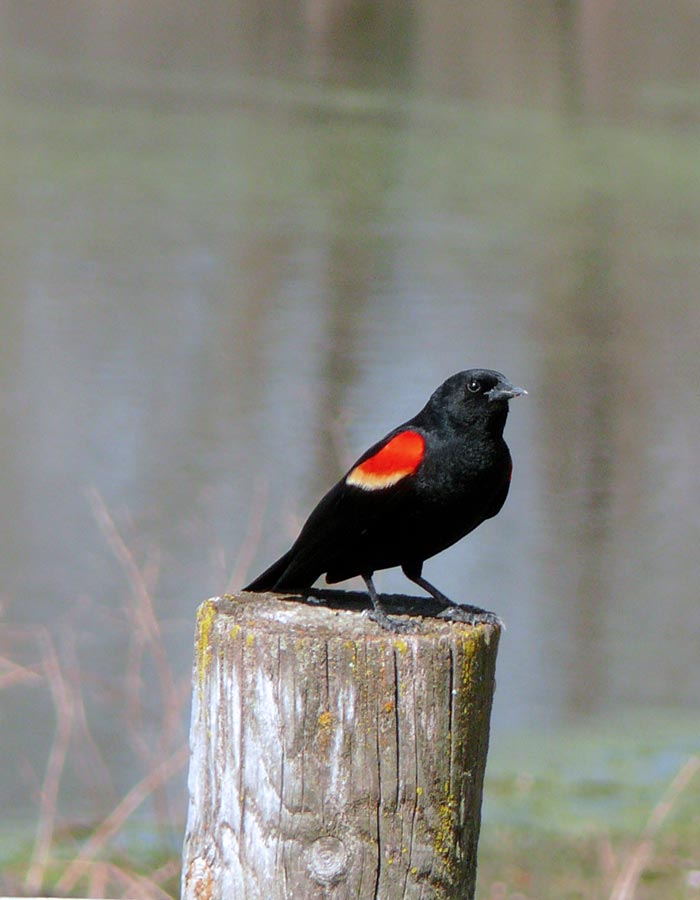 redwing
