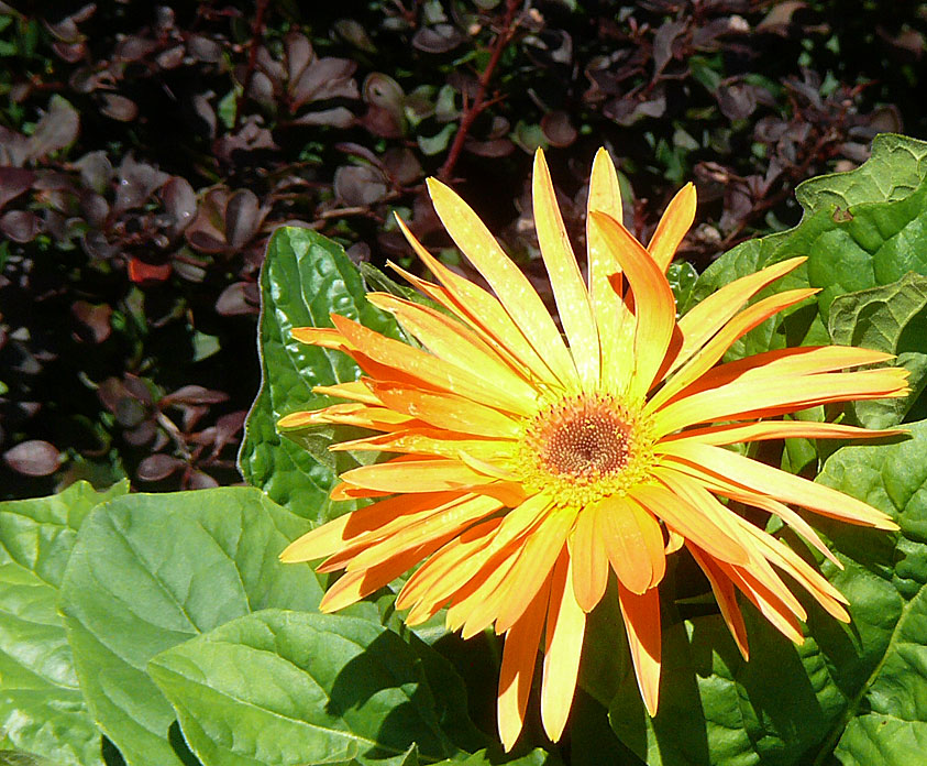 Some Flower