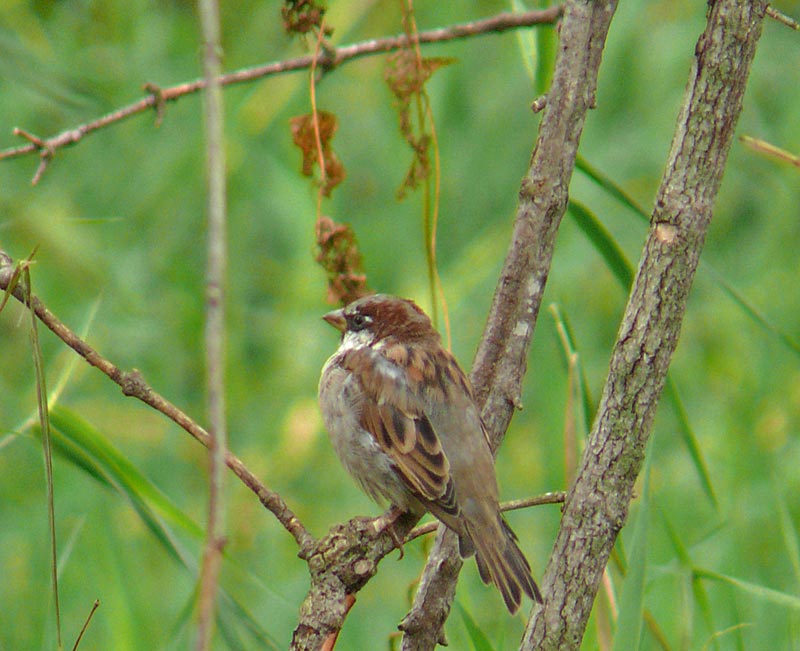 sparrow