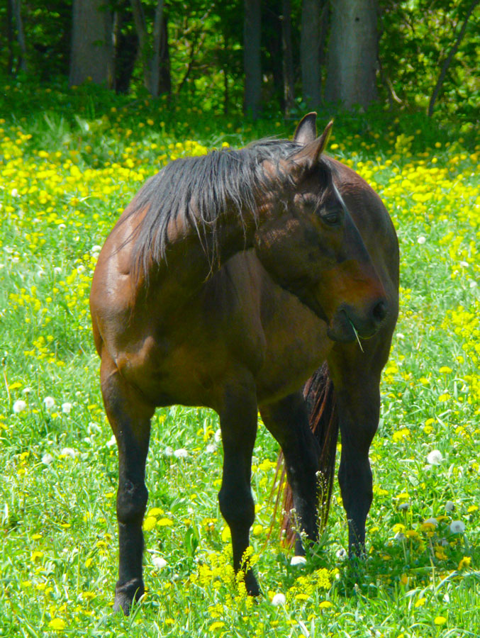 Horse