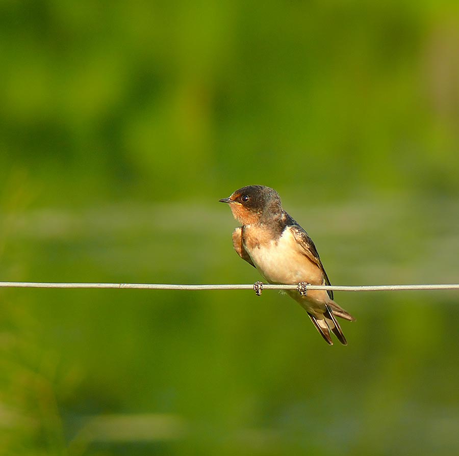 swallow