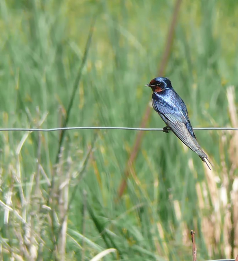 Barn Swallow