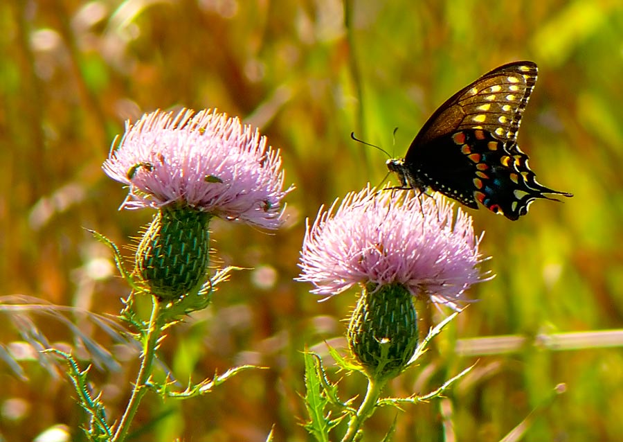 swallowtail