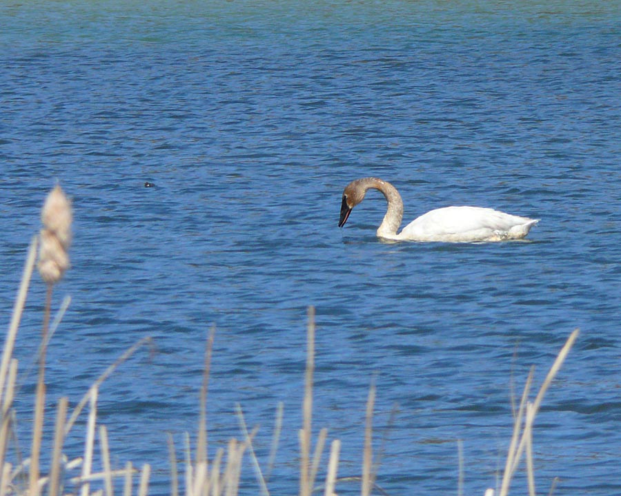 swan