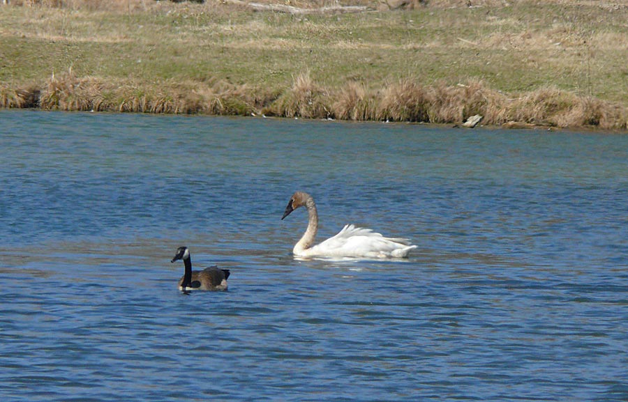 swan1