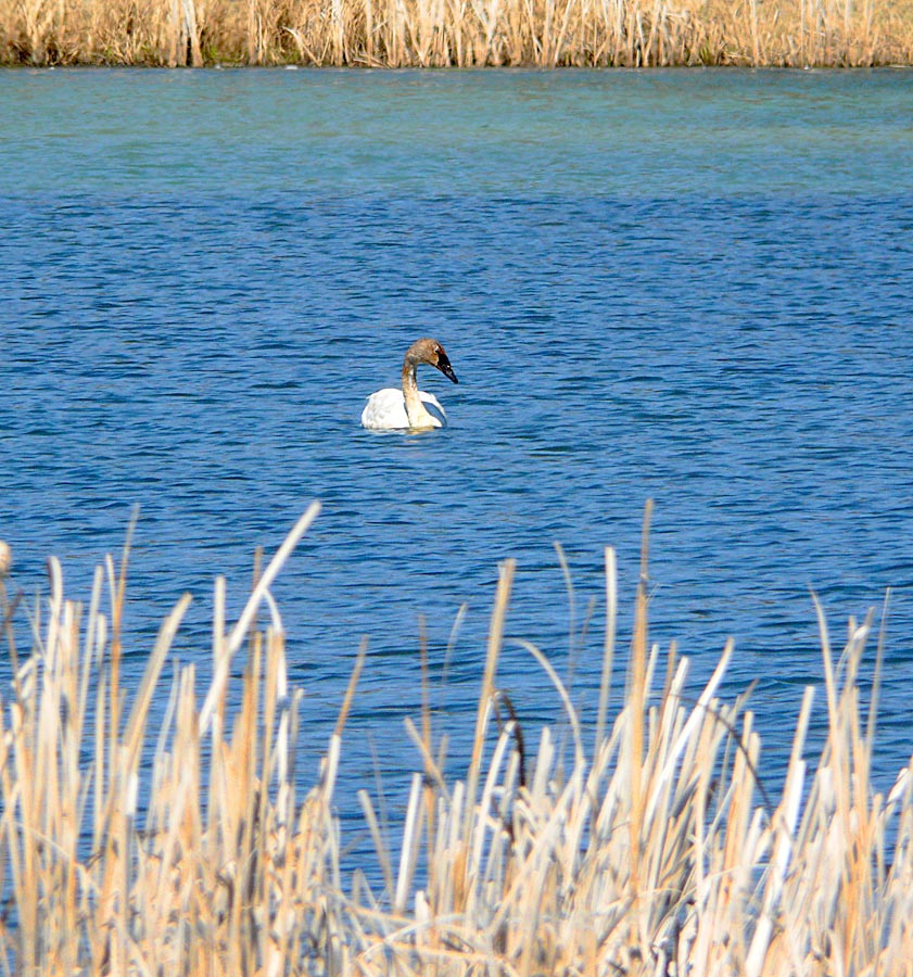 swan2