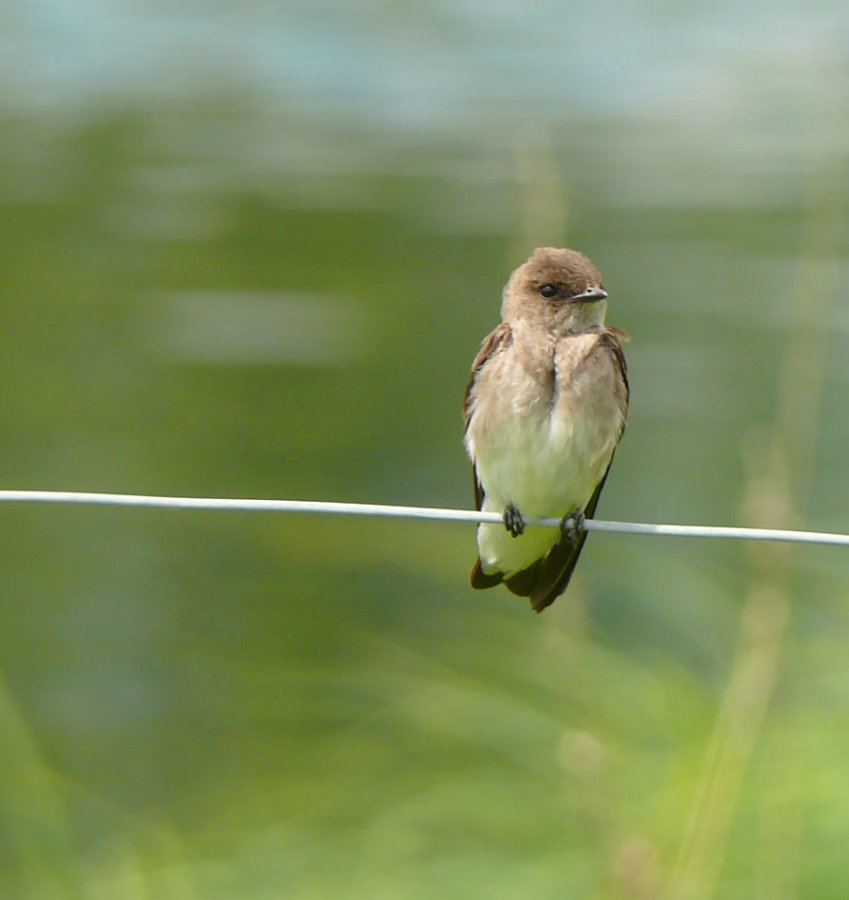 Swallow or Swift?