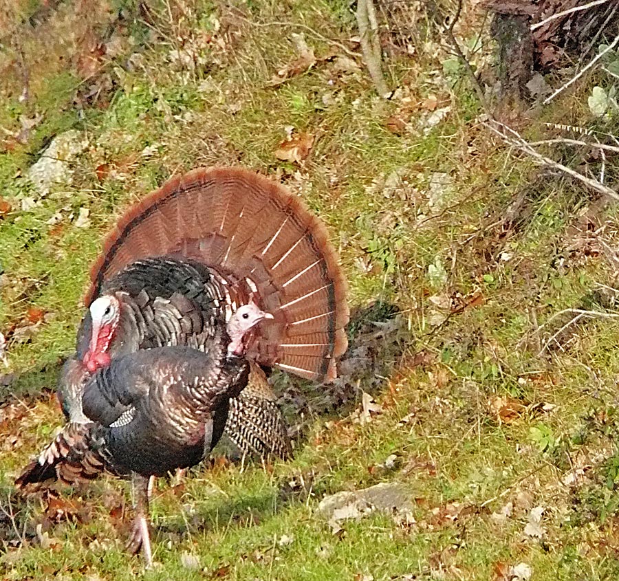 turkeys